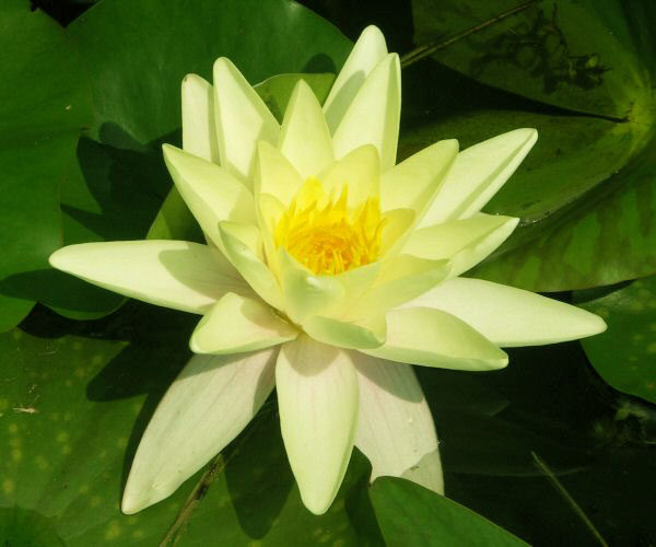 Marliacea Chromatella
