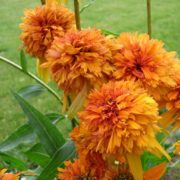 Marmelade_2
