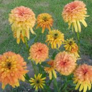 Marmelade_3