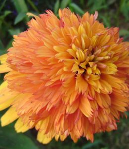 Marmelade_4