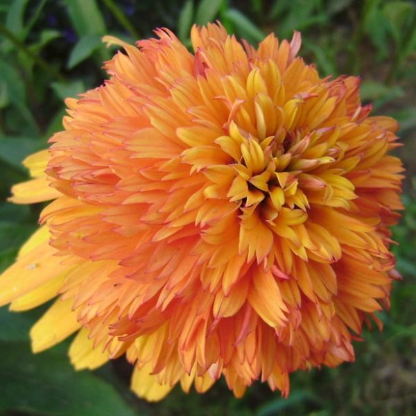 Marmelade_4