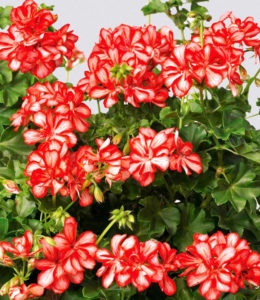 Mexica Ruby