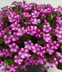 Mini Blast Rose