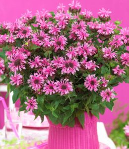 Monarda Cranberry Lace