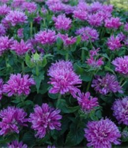 Monarda Purple Lace