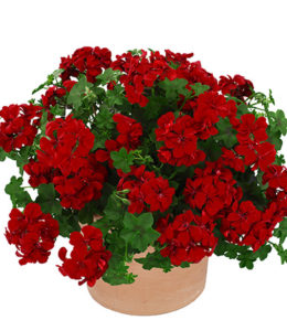 Sunflair Red Pepper