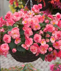 Sweetspice English Rose Sweetspice English Rose