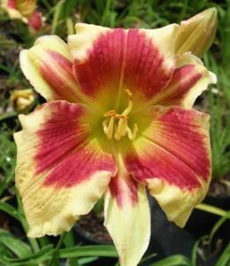 Tropical Passion_2