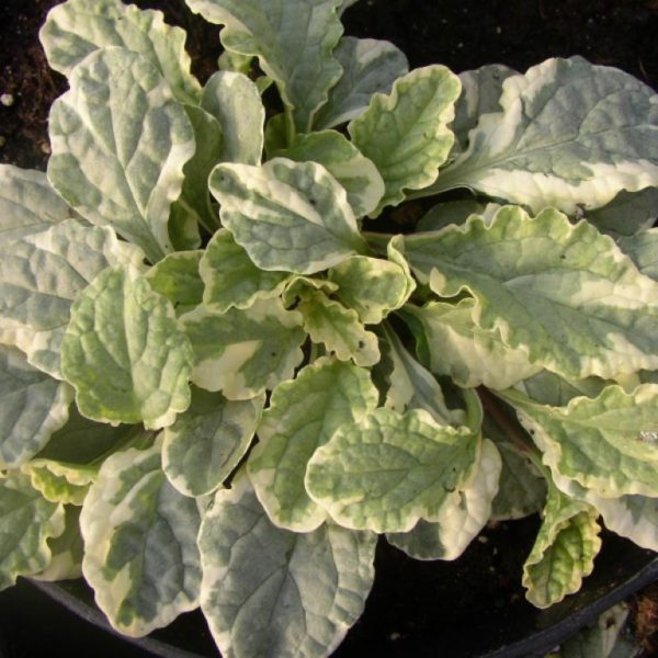 Variegata