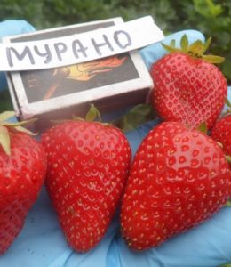 Мурано Мурано
