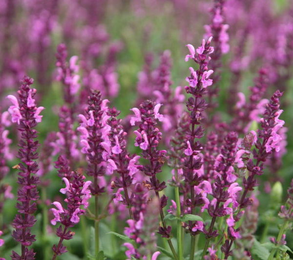 Шалфей Pink Friesland_2