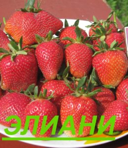 элиани элиани