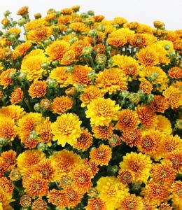 Branking Yellow