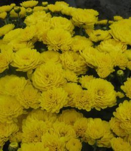 Gigi Yellow Gigi Yellow