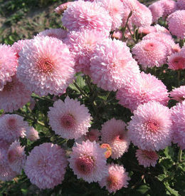 Pompon Pink