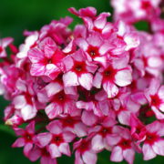 Red Caribbean_2