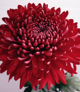 Regal Mist Red