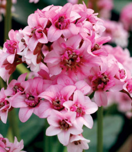 Sakura_2 Sakura_2