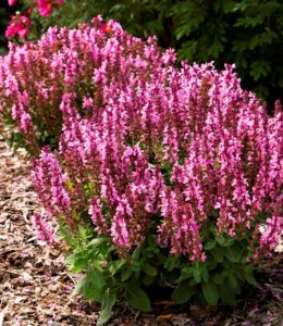 Sensation Deep Rose Improved