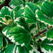 Variagata_2