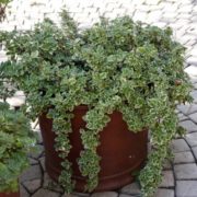 Variagata_3