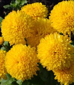 Wendy Yellow