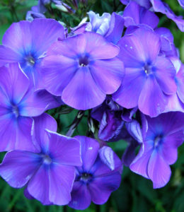 Phlox 'Blue Paradise'