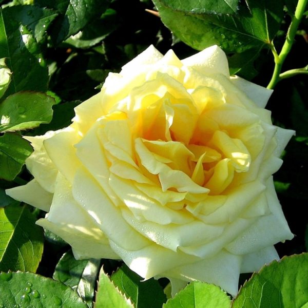 кайлайн