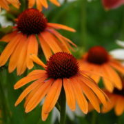 Orange Passion