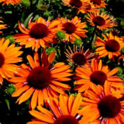 Orange Passion_2