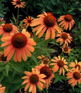 Orange Passion_3