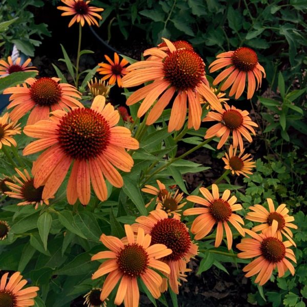 Orange Passion_3
