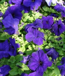 Rider Blue