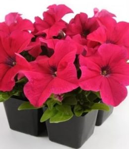 Rider Deep Pink