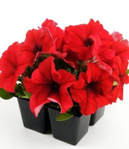 Rider Red