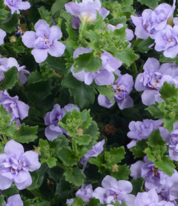 double Lavende