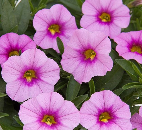 Mini Famous Piu Pink