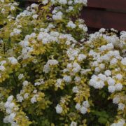 White Gold_2