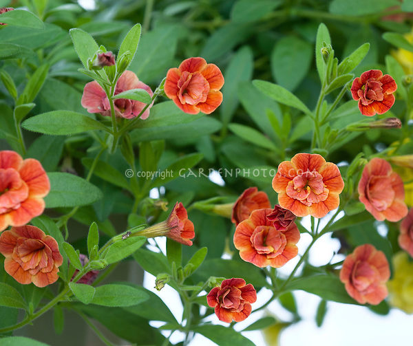 Calibrachoa MiniFamous Double Orange and Double Lemon new variety of annual flowers