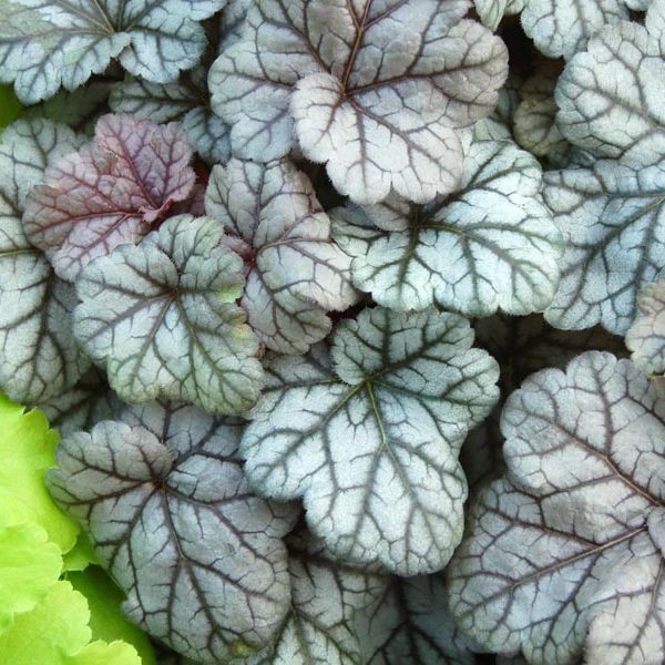 cinnabar silver