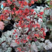 cinnabar silver_2