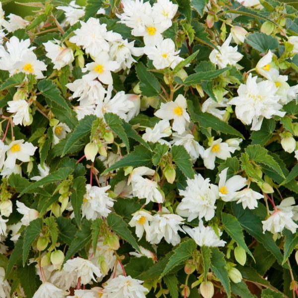 Bellavista Double White