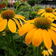 Lemon Yellow_2