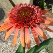 Mandarin_2