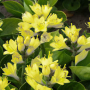 Miracle Lemony