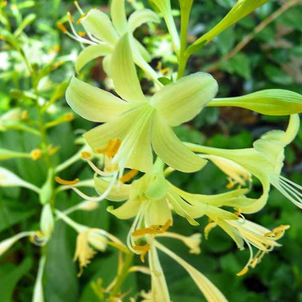 Miracle Lemony_2