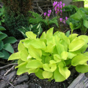 Miracle Lemony_3