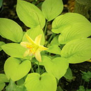 Miracle Lemony_4