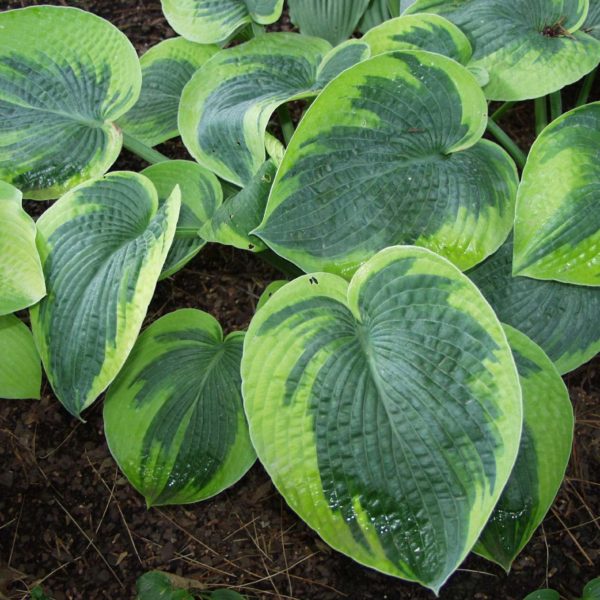 Tokudama Flavocircinalis_2