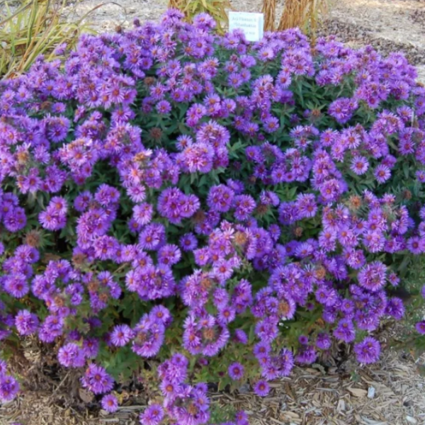 woods purple